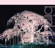 桜/SAKURA (USED)